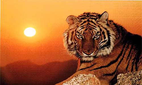 Tết âm 2022, 3 con giáp Thần Tài cưng, cứ đầu tư là sinh lời