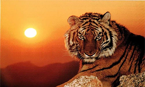 Tết âm 2022, 3 con giáp Thần Tài cưng, cứ đầu tư là sinh lời