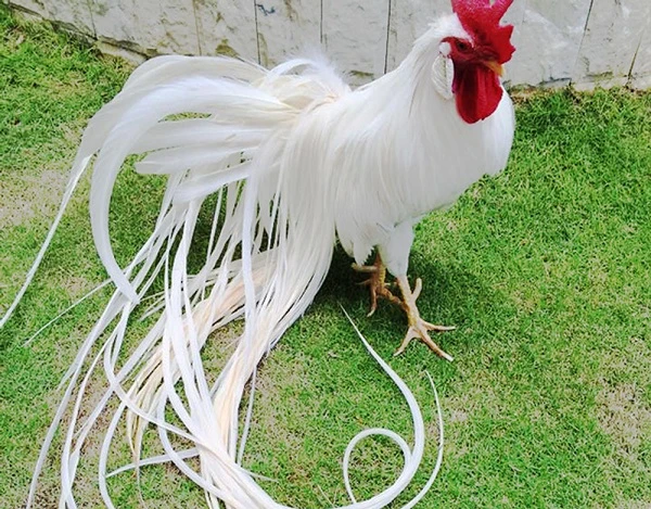 Ngắm dàn gà cảnh của giới siêu giàu Việt đang “làm mưa làm gió” 