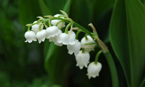 Điều bất ngờ về hoa linh lan thơm nhất thế giới