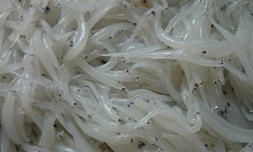 Kỳ thú loài cá trong suốt, mềm như bún, “sốt rần rần” mấy ngày nay