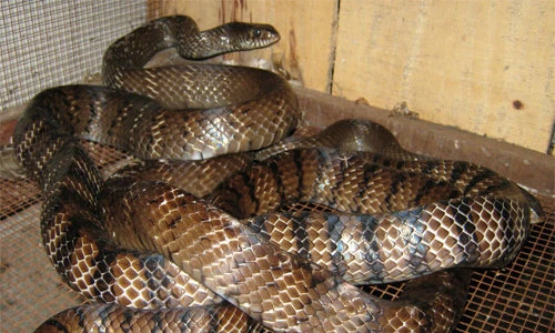 Khám phá loài rắn trong sách đỏ Việt Nam, nay nuôi nhiều ở miền Tây