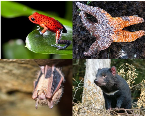 Chết khiếp những căn bệnh bí ẩn ở động vật hoang dã