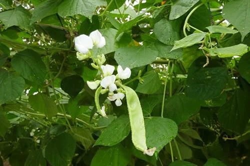 Công dụng giải độc kỳ diệu của cây đậu ván trắng