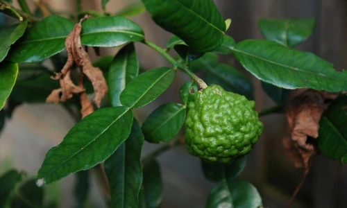 Khám phá thú vị về cây trúc, cây đặc hữu của An Giang