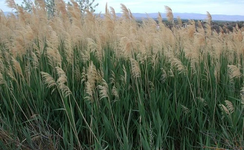 Chữa nhiều bệnh với bài thuốc từ cây sậy ít người biết