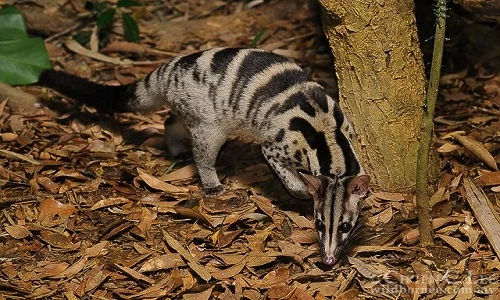 Bất ngờ thú vị về cầy vằn bắc quý hiếm ở VN