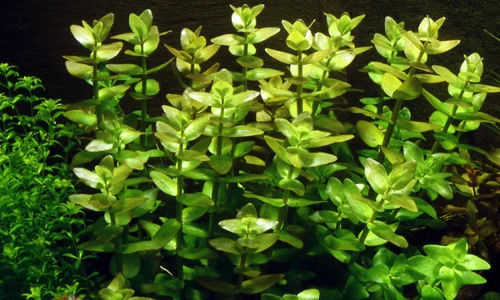 “Soi” loài cây tên đầy nữ tính, lá mùi như chanh 