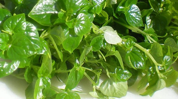 Tuyệt chiêu trị đồi mồi “một đi không trở lại” bằng rau càng cua 