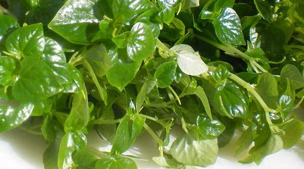 Tuyệt chiêu trị đồi mồi “một đi không trở lại” bằng rau càng cua 