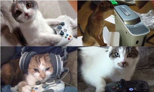 Ảnh mèo bên máy chơi game cực ngộ nghĩnh