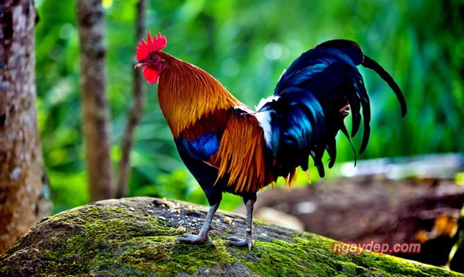 4 con giáp ngừng than vãn, mới mong chiêu tài đón lộc giàu sang phú quý