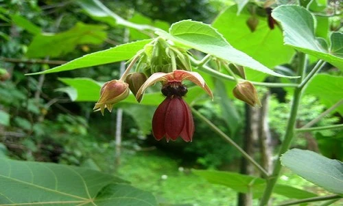 Sự thực bất ngờ về cây tai mèo có ở VN