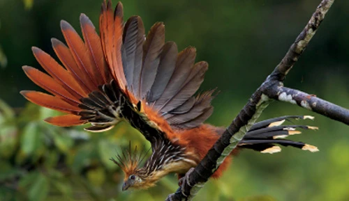 Tiết lộ sự thật ít biết về giống gà móng hoang dã