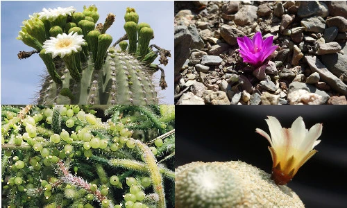 Những loài xương rồng tuyệt đẹp có nguy cơ tuyệt chủng