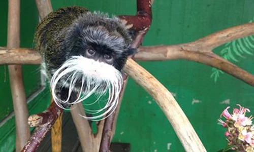 Hài hước động vật có bộ râu, ria "dê cụ"