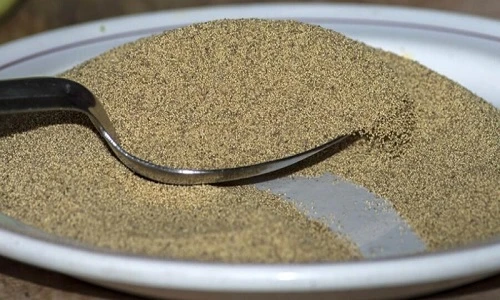 Khám phá món ăn từ trứng muỗi lạ lùng của người Mexico