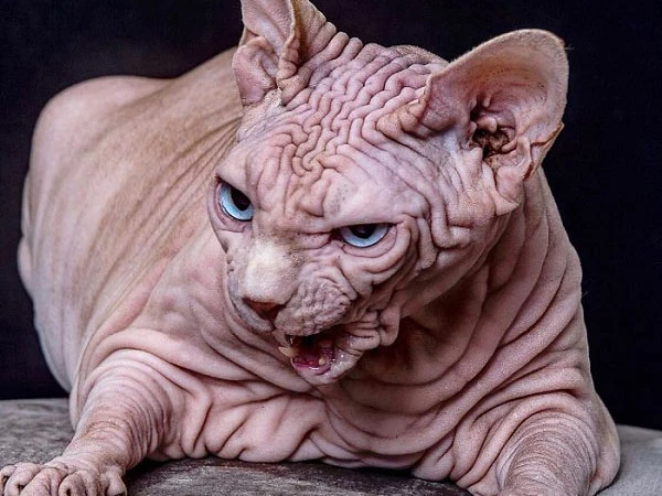 Sự thật phía sau chú mèo có ngoại hình ghê rợn nhất Thế giới