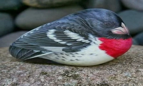 Kinh ngạc tác phẩm nghệ thuật động vật như thật từ... đá