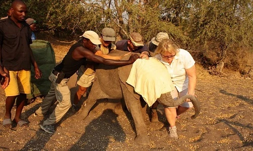 Xót xa nhìn voi con gắng gượng giành sự sống