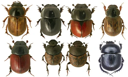 Sự thật giật mình về thế giới côn trùng (1) 