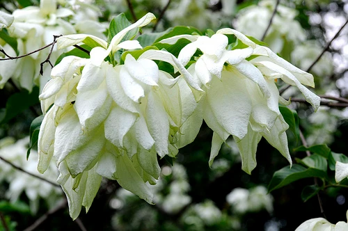 Bài thuốc chữa bệnh cực nhạy từ cây bướm bạc