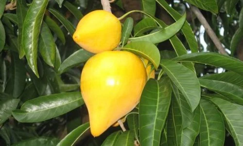 Điều thú vị í biết về quả lê ki ma