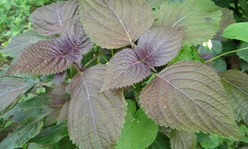 Choáng với công dụng chữa bệnh, làm đẹp thần kỳ của lá tía tô