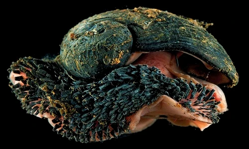 Rợn người với loài động vật chân bụng có áo giáp sắt 