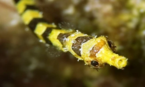 Những ông bố động vật dũng cảm “vượt cạn” 