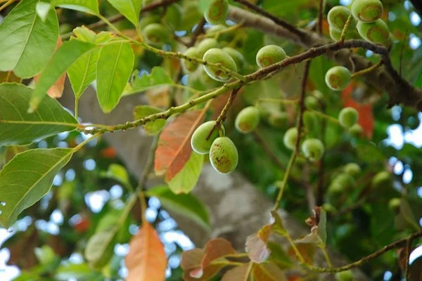 Cách dùng quả trám vùng cao chữa bệnh cực hiệu quả