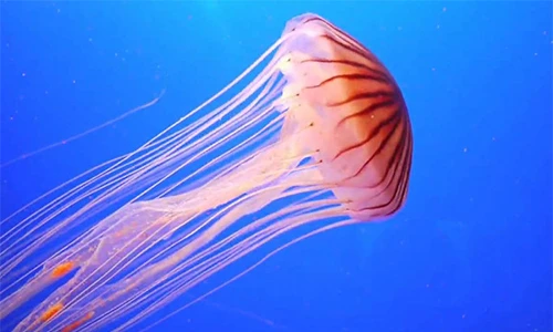 10 sự thật thú vị về loài sứa sẽ khiến bạn kinh ngạc
