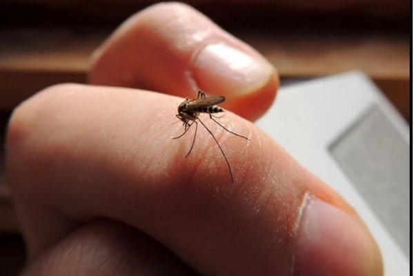 Bất ngờ kiểu người dễ thu hút muỗi