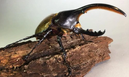 Điều kỳ thú về loài bọ mang tên lực sĩ, dài nhất thế giới 