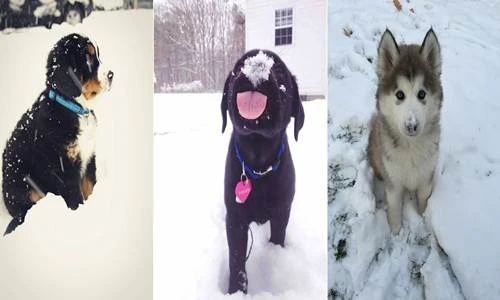 Phản ứng của 15 chú chó khi lần đầu thấy tuyết