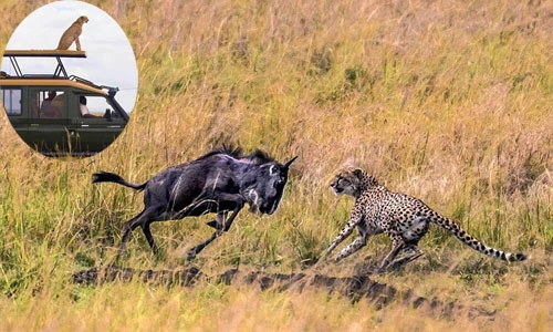 Linh dương đầu bò cùng đường đánh đuổi báo đốm