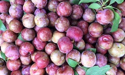 Không ngờ mận vào mùa ngon vậy mà ăn nhiều lại gây hại thế này