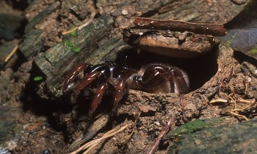 Điểm danh các thợ săn xảo quyệt nhất trong tự nhiên