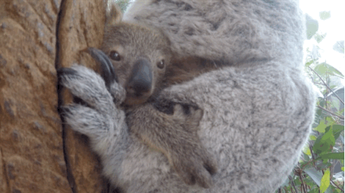 Ngây ngất cảnh gấu túi con bám dính mẹ cực yêu