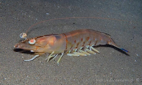 Bất ngờ với tôm nilon "đặc biệt" ở vùng Nam Bộ 