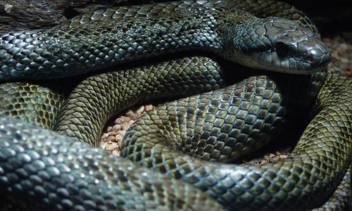 Rắn leo tường như ninja, được người Nhật yêu quý, tôn sùng