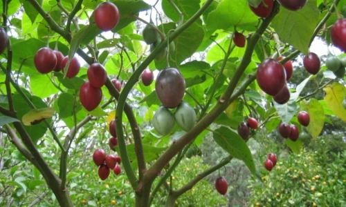 Bất ngờ ít biết về giống cà chua thân gỗ giá tiền triệu