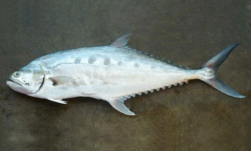 Bất ngờ khám phá về cá bè xước