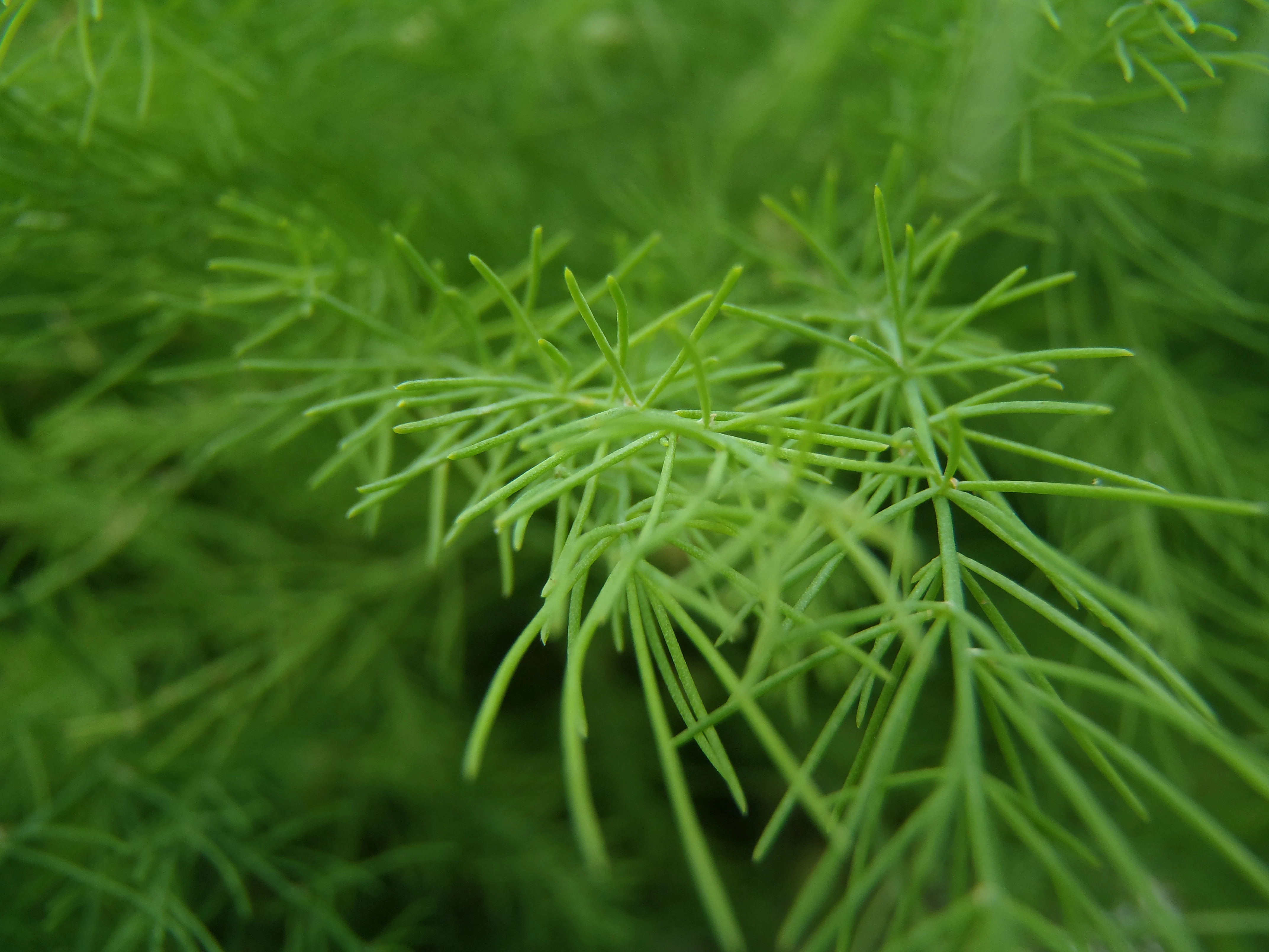 Không ngờ cây liễu lại chữa được nhiều bệnh như thế này