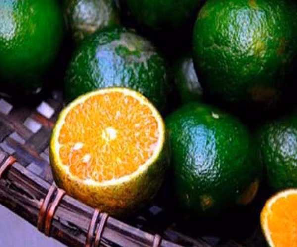 Cách nhận biết cam Hà Giang và cam Trung Quốc