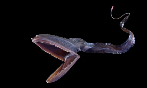 10 sinh vật kì dị nhất từng được phát hiện dưới đáy đại dương