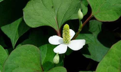 Khám phá ít ai ngờ về cây rau diếp cá