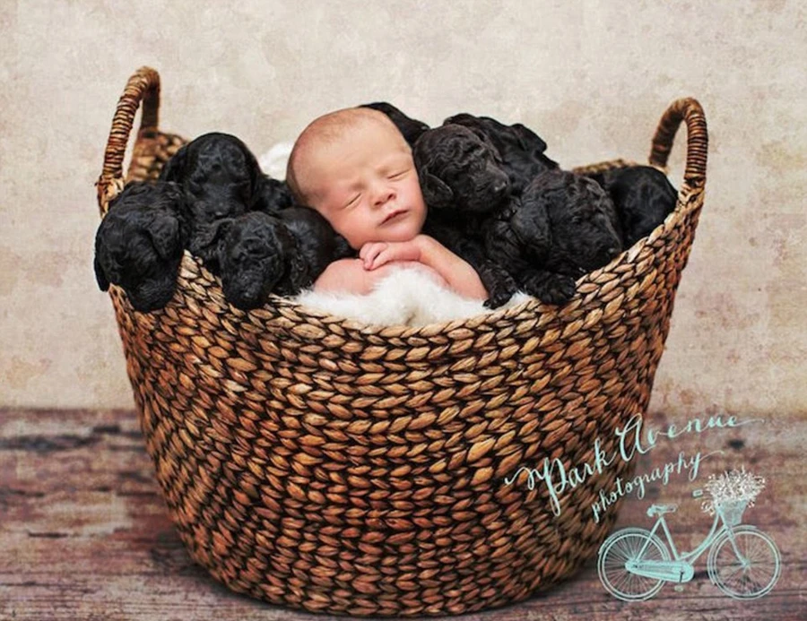 Đẹp mê mẩn ảnh bé sơ sinh giữa cả đàn chó đen