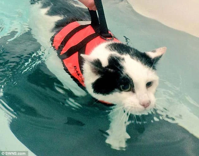 Tuyệt chiêu giúp mèo béo ú đạt thân hình mi nhon gợi cảm