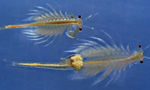 Sốc với loài sinh vật sống dai nhất quả đất